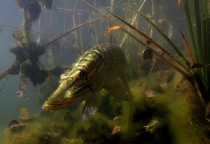 Pike by Veronika Matějková 